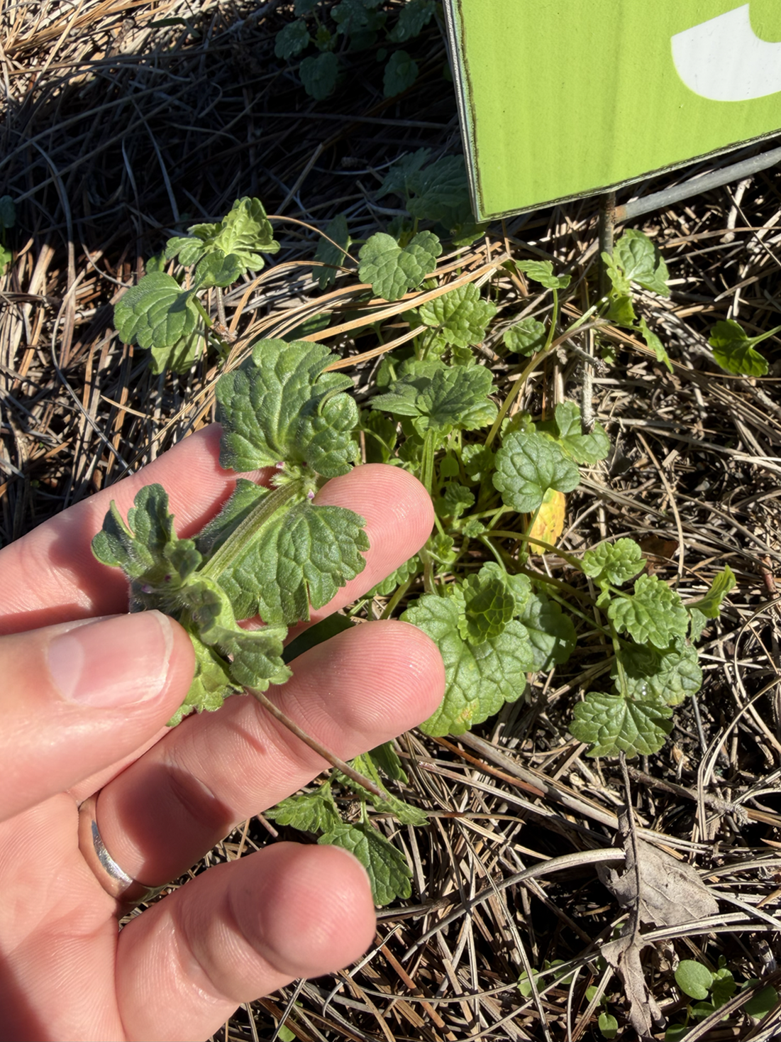 A hand holds a small green plant with scalloped leaves, growing among dry grass and straw outdoors.